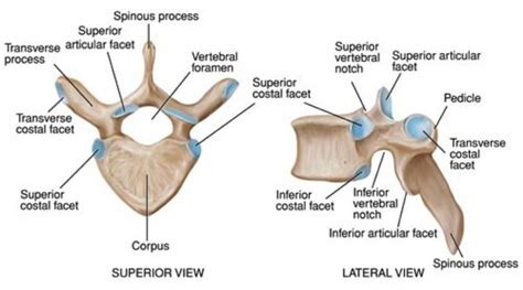 Thoracic vertebrae anatomy, function & thoracic vertebrae injury