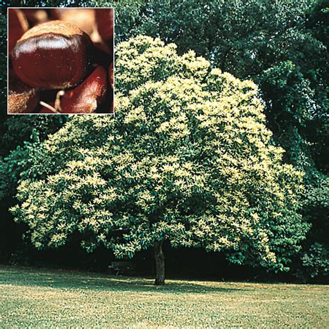 Superior Chinese Chestnut Tree | Henry Field's Seed & Nursery Co.