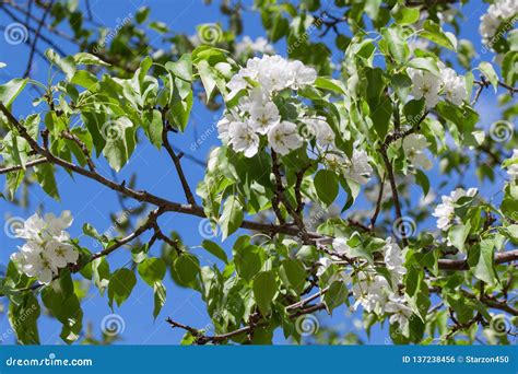 Blooming Pear Tree with White Beautiful Flowers. Pyrus Communis Stock ...