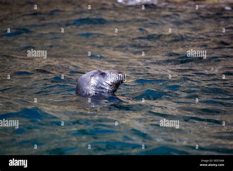 Grey Seals in Pembrokeshire, Wales, UK Stock Photo - Alamy