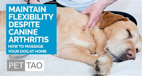 Natural Pain Relief: Understanding Dog Arthritis Massage - PET | TAO ...