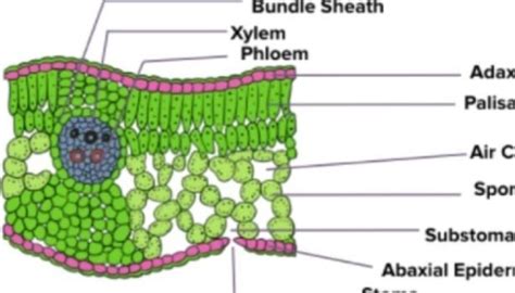 Draw A Neat Labeled Diagram Of T S Of Dicot Leaf Sexiz Pix | Porn Sex ...