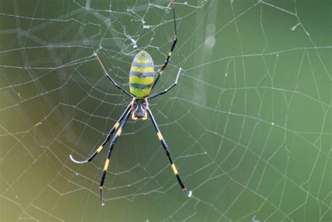 Giant Invasive Joro Spiders Have Spread to Yet Another Area of the U.S.