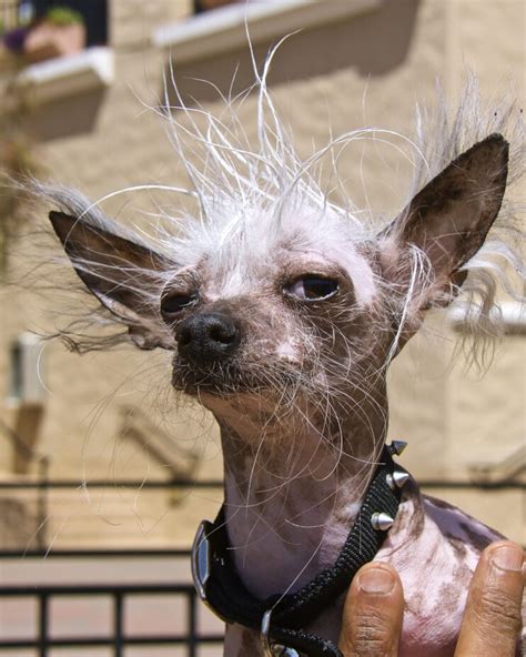 “20th Annual Ugliest Dog Contest” : Presidio Sentinel