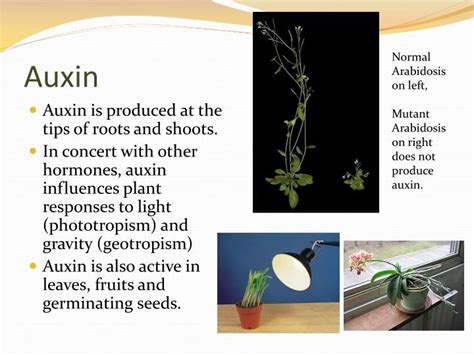 PPT - Plant Hormones and Plant Reproduction PowerPoint Presentation - ID:7041270