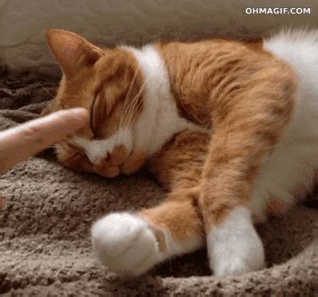 Sleepy Cat GIF - Find & Share on GIPHY