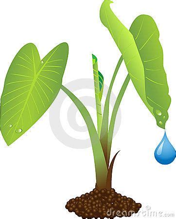 kalo plant drawing - Google Search | Taro plant, Plant drawing, Plants