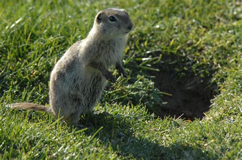 Piute Ground Squirrel (Urocitellus mollis) | Idaho Fish and Game