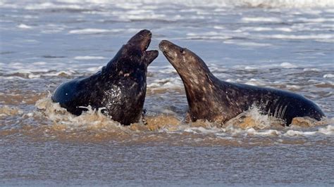 Climate change is affecting when grey seals give birth, scientists say - ABC News