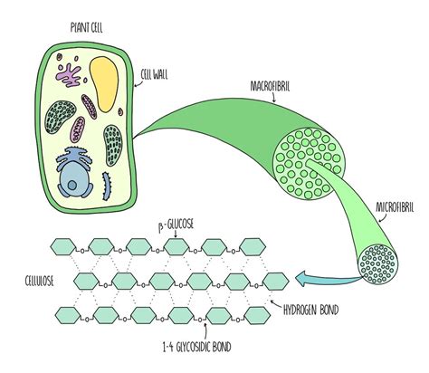 Cellulose In Plants