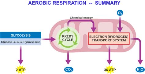 Respiration in Plants-Study Material for NEET (AIPMT) & Medical Exams ...