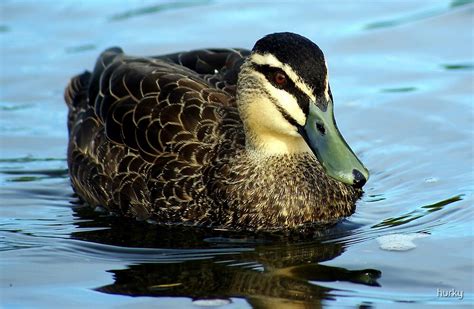 "Green Billed Duck" by hurky | Redbubble