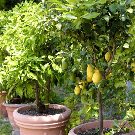 Patio Lemon Tree (Citrus limon) - MyGardenLife