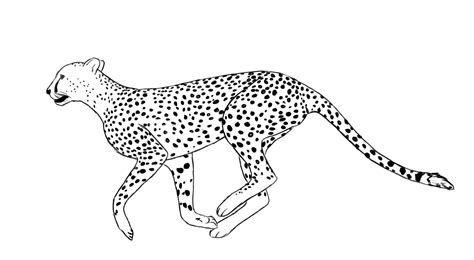 Free Printable Cheetah Coloring Pages For Kids