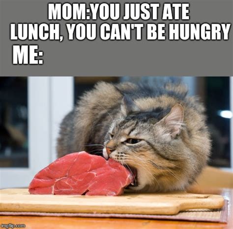 Hungry cat - Imgflip