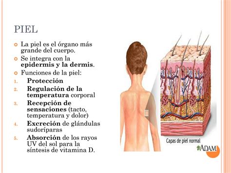 SOLUTION: Sistema tegumentario - Studypool