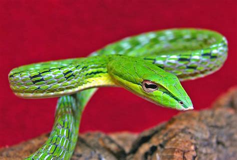 Green Vine Snake Facts! | Fun Facts You Need to Know!