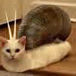 snail cat Meme Generator - Imgflip