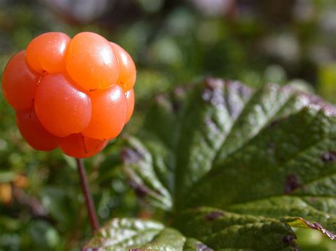 Fruit Warehouse: Cloudberry ( Rubus chamaemorus )