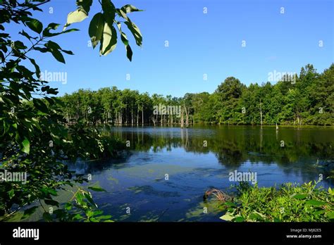 Cyprus trees in standing water, Stony Creek, Virginia USA Stock Photo ...