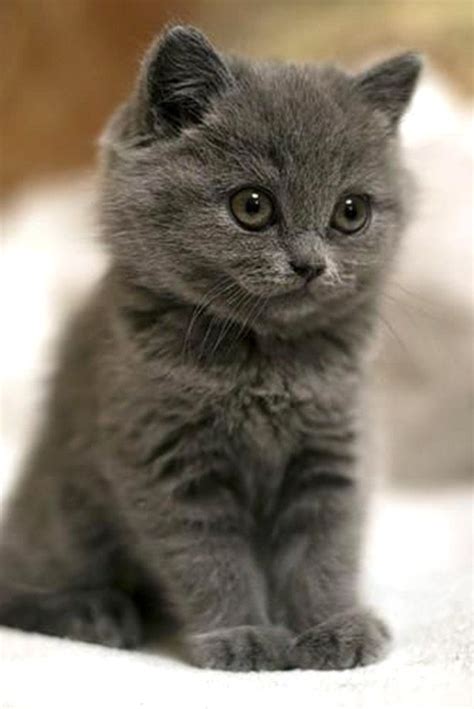 Petit bébé chat tout gris Little baby cat all gray © Photo under Copyright | Kittens cutest ...