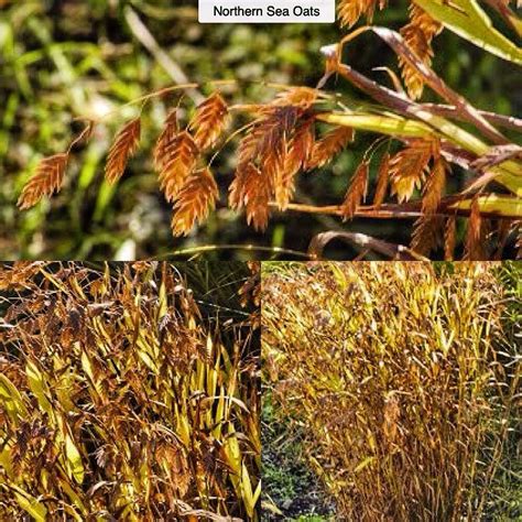 Northern Sea Oats Chasmanthium Latifolium Type: Perennial Ornamental Grass Exposure: Sun / Part ...