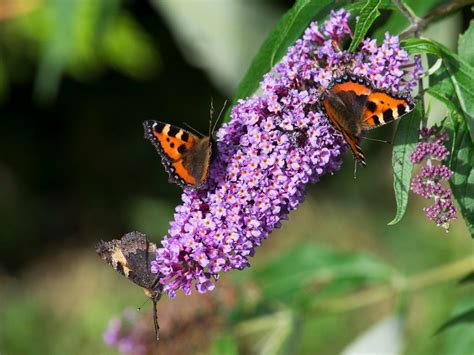 Butterfly Bush Types - Different Butterfly Bushes For The Landscape