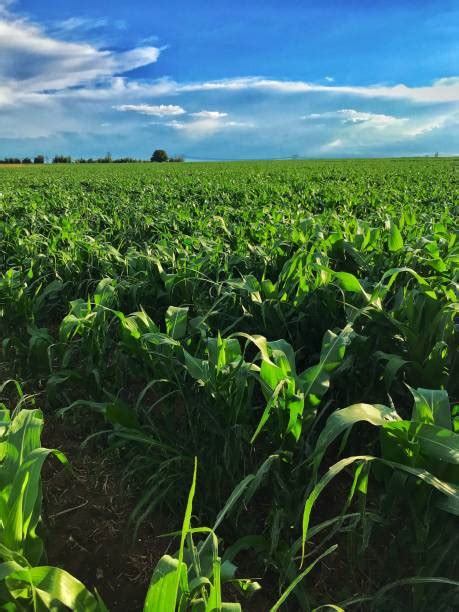 80+ Maize Farmer South Africa Stock Photos, Pictures & Royalty-Free ...