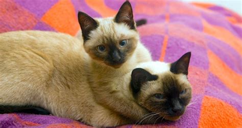 5 Things to Know About Siamese Cats | Cat breeds siamese, Cat breeds, Cat care