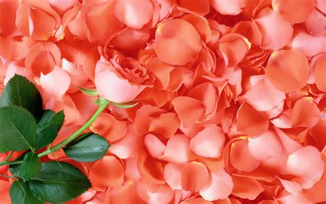 Buy Rose Petals + Orchid Flower Petals + Des Moines + Urbandale