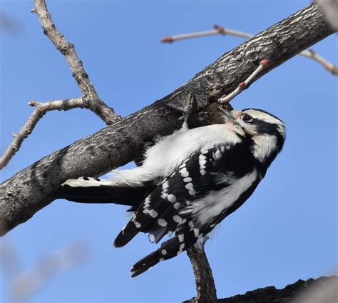 Downy Woodpecker - FeederWatch