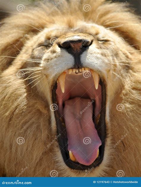 Close Up of Adult African Male Lion Roaring Showin Stock Image - Image ...