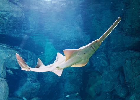 Animals of the world: Sawfish