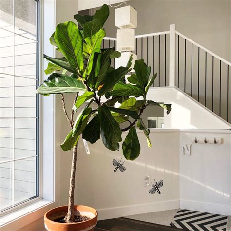 10 Best Low Maintenance Indoor Plants - My Tasteful Space