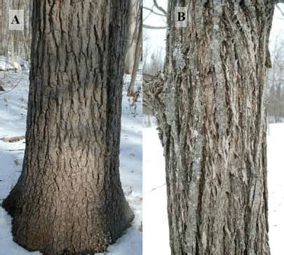 Bark of mature black walnut (A), and bark of young black walnut (B ...