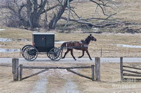 Amish Horse and Buggy March 2013 Photograph by David Arment - Pixels