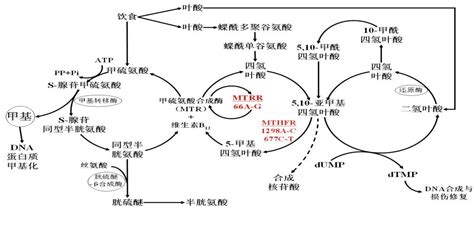 叶酸代谢_word文档在线阅读与下载_免费文档