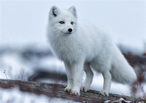 Arctic Fox - Ecology Prime