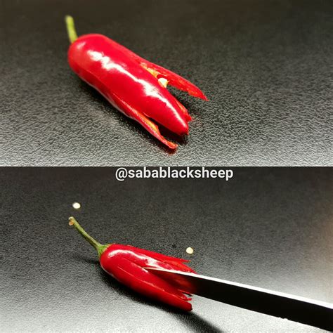 Edible Garnish Chilli Flower BlossomSabablacksheep.com