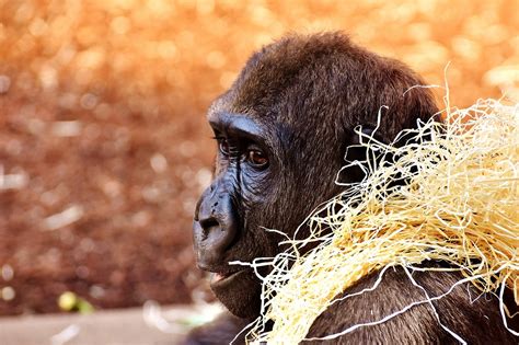 Gorilla Ape Fun - Free photo on Pixabay - Pixabay