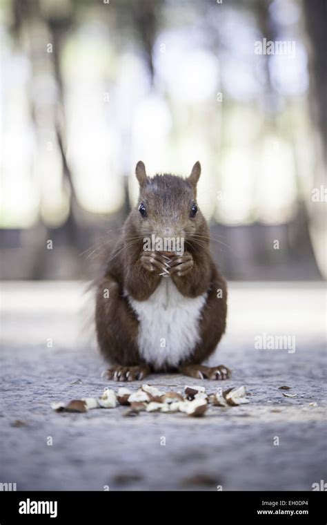 Wild squirrel eating hazelnuts, detail d eun comiento forest animal ...