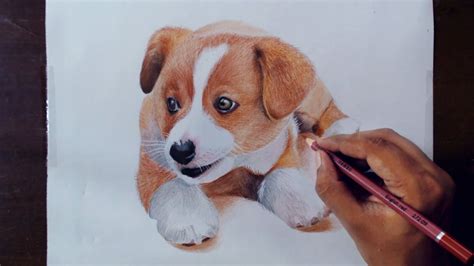 Colored Pencil Drawings Of Animals