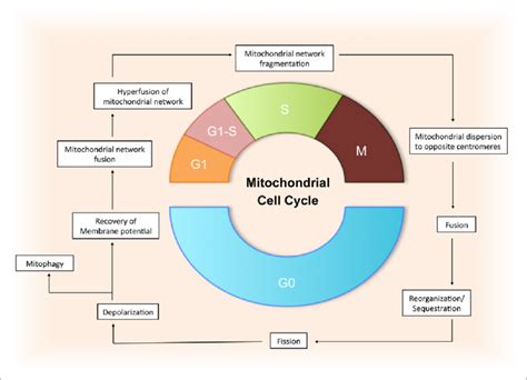 Mitochondrial dynamics in cell cycle progression. Schematic... | Download Scientific Diagram