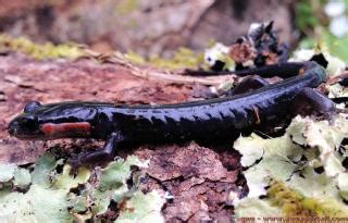 Famille Plethodontidae (Pléthodontidés) – AquaPortail