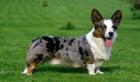 Cardigan Welsh Corgi - Charming Little Herders - Animal Corner