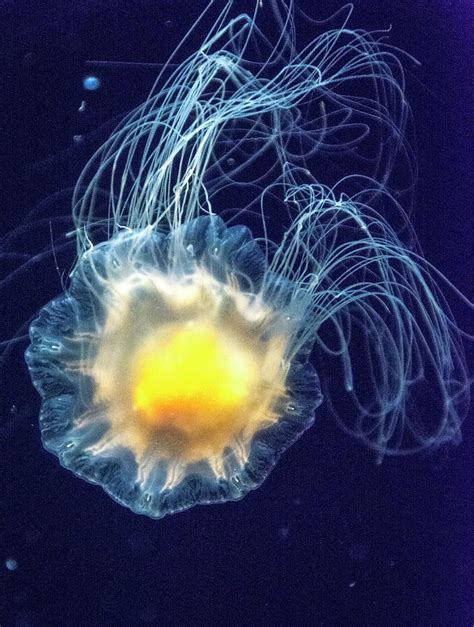 Egg-Yolk Jellyfish - Yes - Really Photograph by Velda Ruddock - Pixels