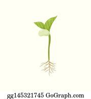 900+ Seed Germination Vectors | Royalty Free - GoGraph