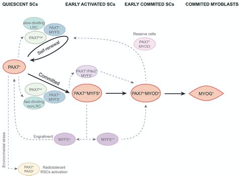 Frontiers | Muscle Satellite Cell Heterogeneity: Does Embryonic Origin Matter?