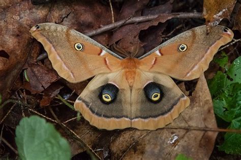 Watch out for flying eyeballs! Giant silk moth live in NJ