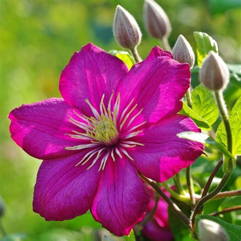 Purple Love | Purple love, Purple, Flowers